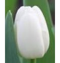 ΤΟΥΛΙΠΑ ΛΕΥΚΗ.......-TULPEN  ANTARCTICA